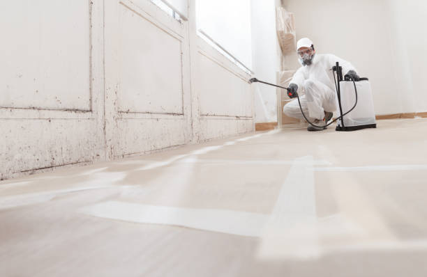 24/7 Emergency Black Mold Remediation experts in Mine Hill, NJ